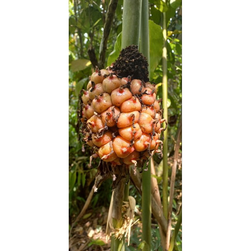 

1 kg honje merah tua di pohon termurah