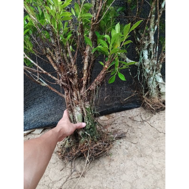 Beringin kimeng bedogol rawatan