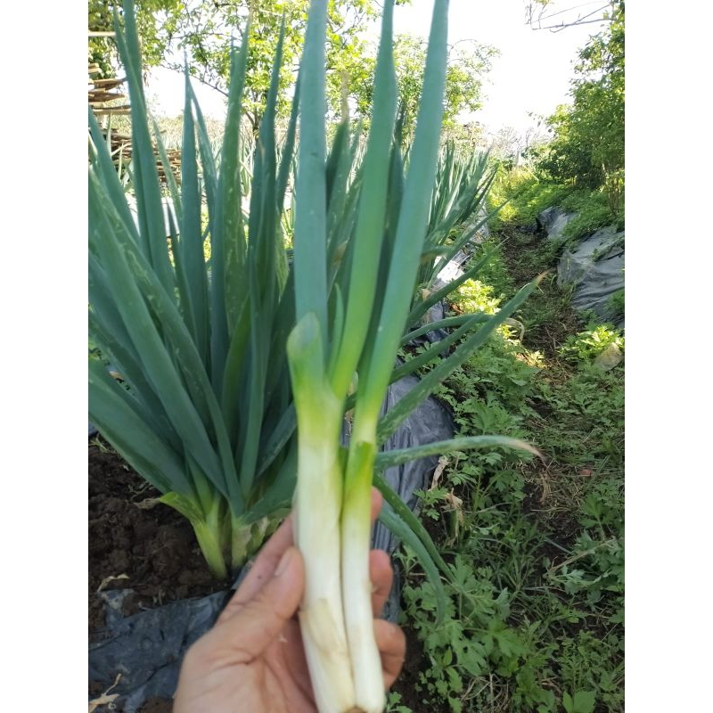 

Daun Bawang Prei Murah 1kg