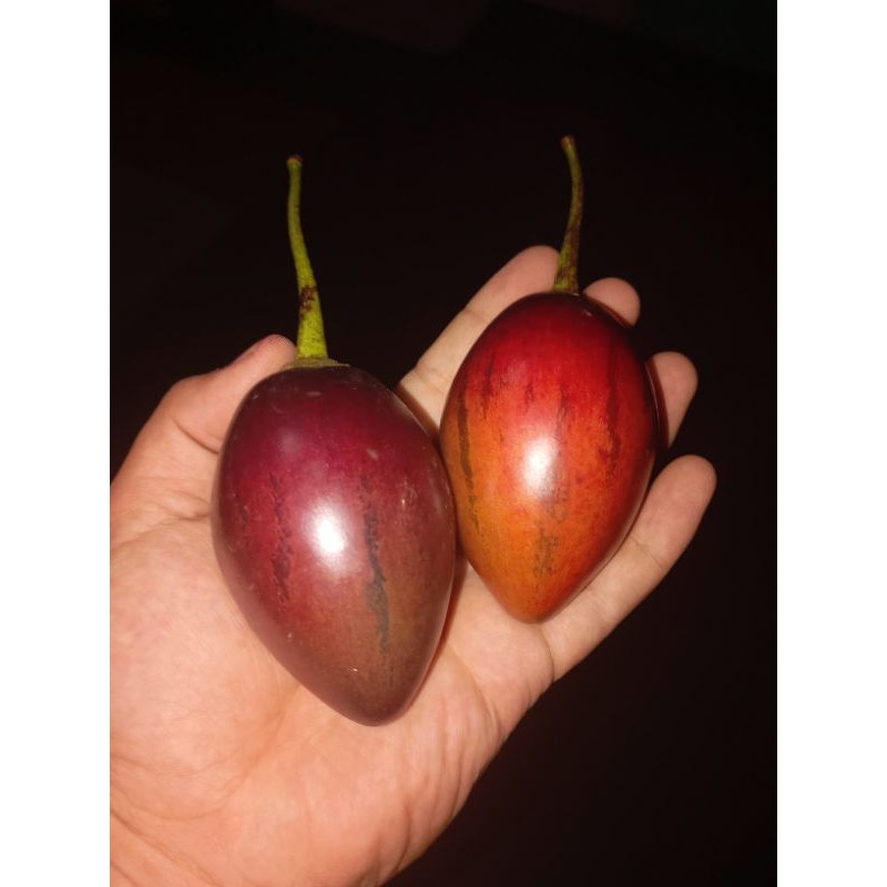 

Terong Belanda Wonosobo 1 Kg