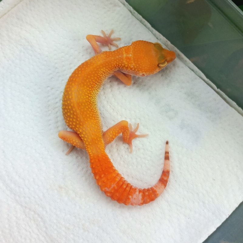 MAINAN GECKO SUNGLOW FEMALE