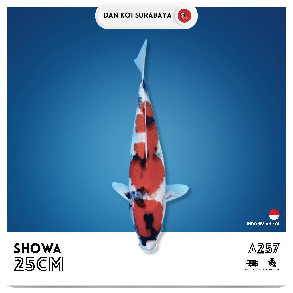 Ikan Koi Showa Sanshoku Kode A257