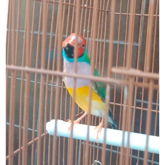 Gould amadine finch hijau jantan