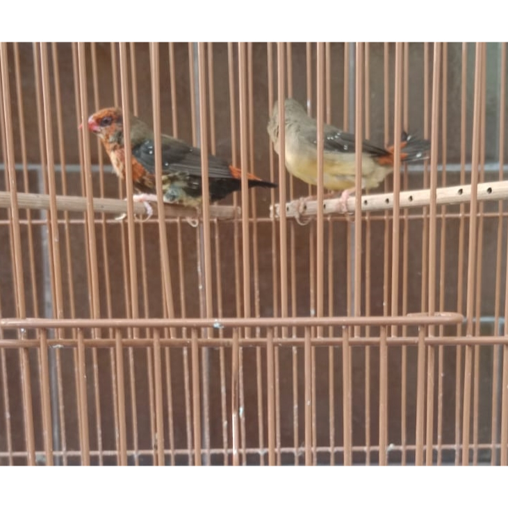 Strawberry finch sepasang