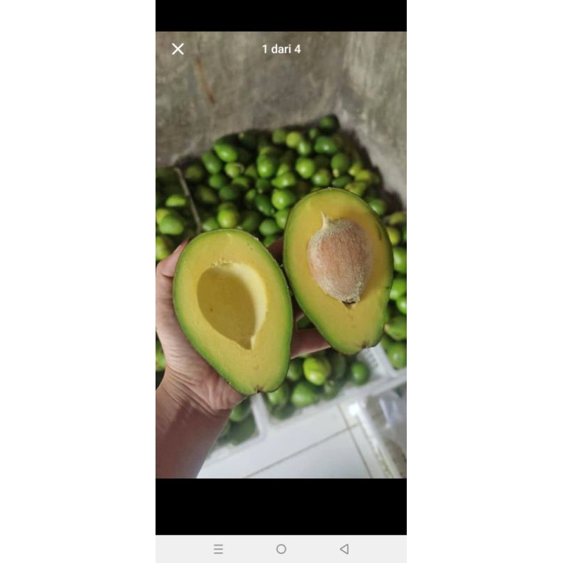 

Alpukat Mentega besar 1kg isi 3-4