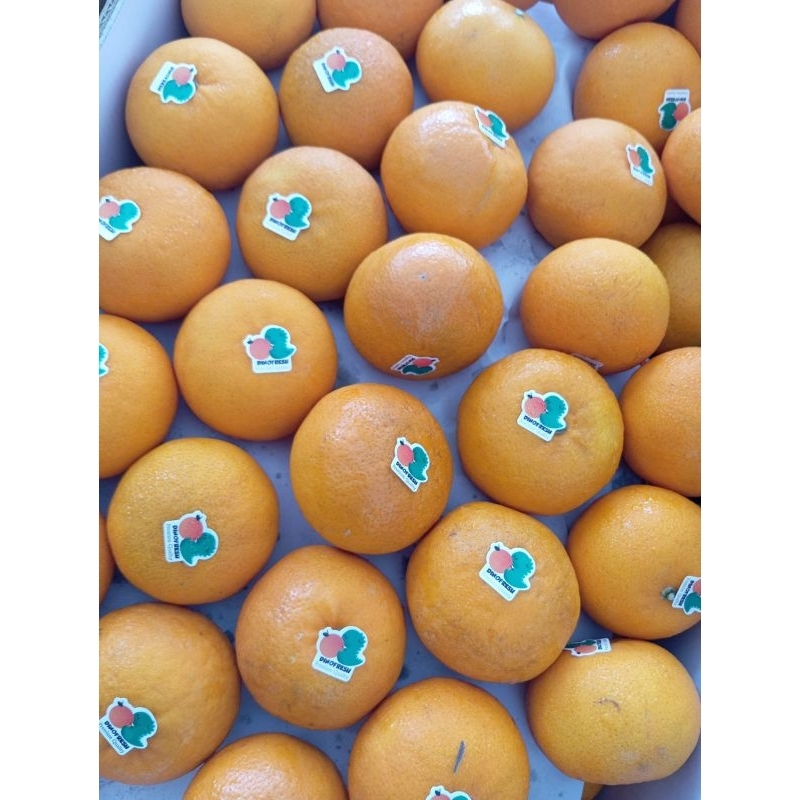 

Jeruk Wogan Mandarin