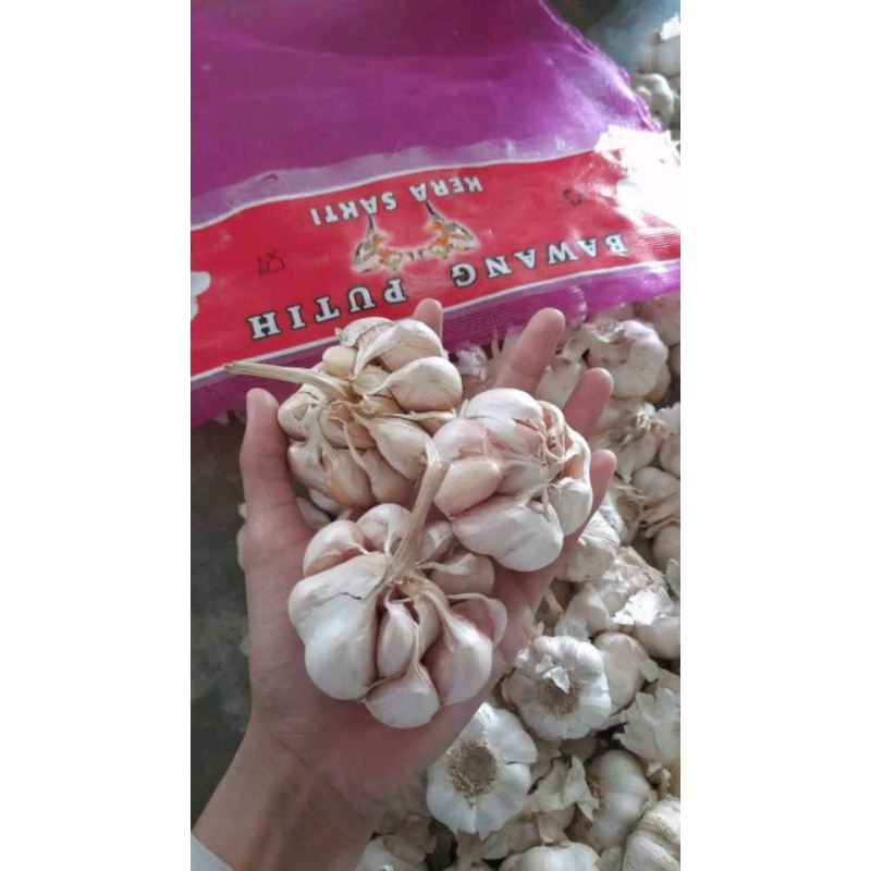 

BAWANG PUTIH BERSIH | PROMO HARGA MURAH BAWANG PUTIH