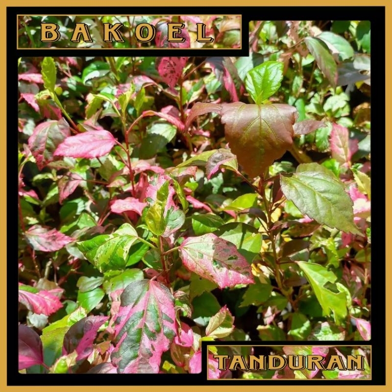 Tanaman Hias Bunga Sepatu Variegata