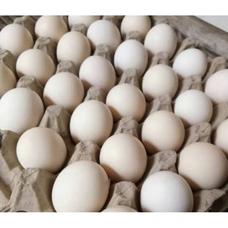 

telur kampung telur jamu