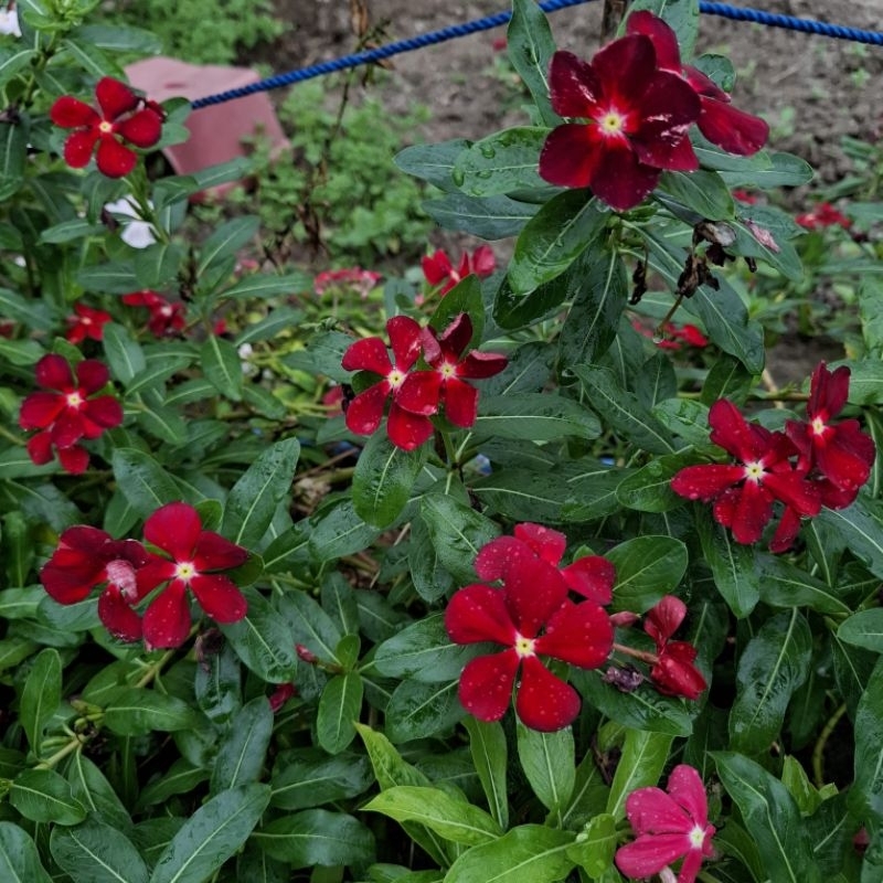 Plant/tanaman-bunga(bukan biji) VINCA Periwinkle(Tapak dara) MERAH MAROON IMPORT rimbun
