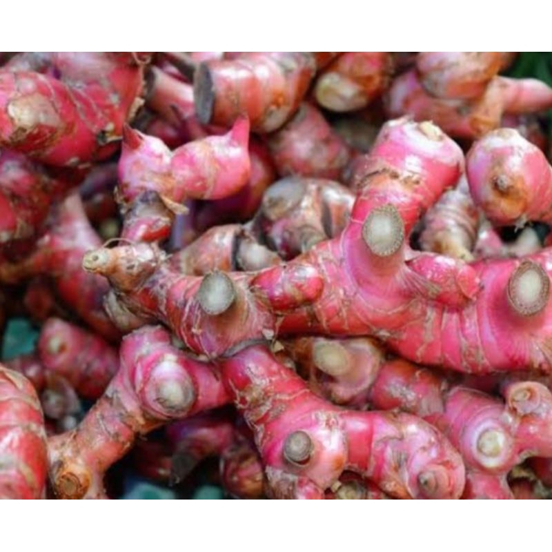 RIMPANG JAHE MERAH 50gram