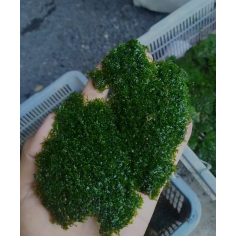 Moss Ricardia full daun air, Tanaman Hias aquascape Ricardia moss murah