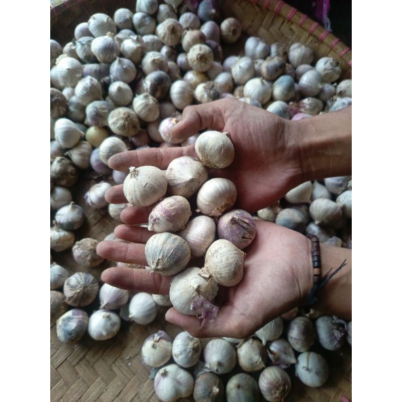 

Bawang Tunggal Jumbo 250 gram fresh