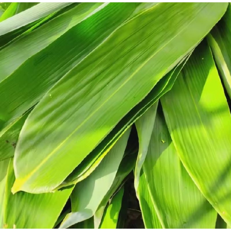 

DAUN BAMBU SEGAR 100 LEMBAR BUNGKUS MAKANAN