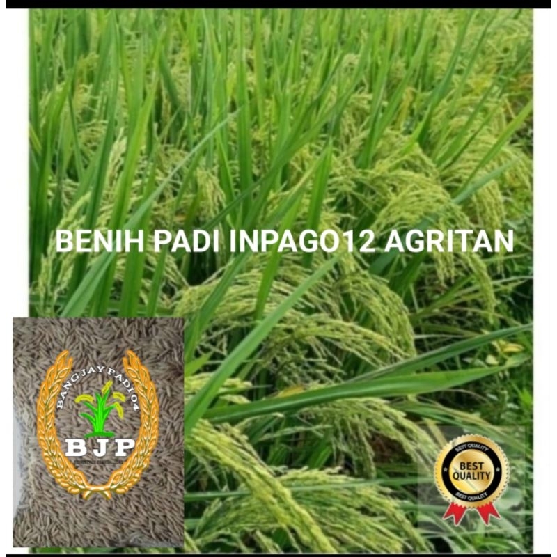 BENIH PADI INPAGO12 AGRITAN KEMASAN 1KG