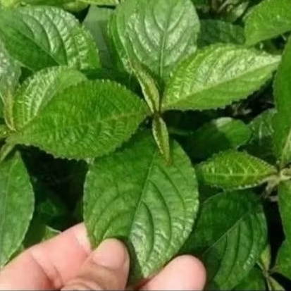 

Daun kiji beling 500gr