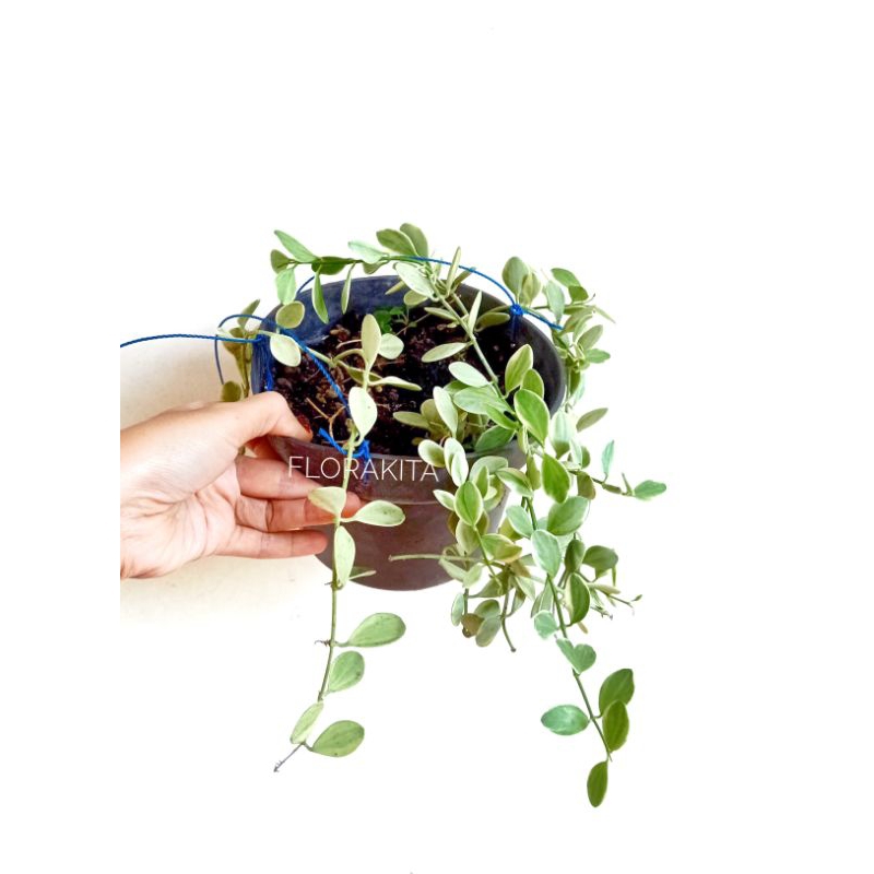 dischidia cascade variegata tanaman