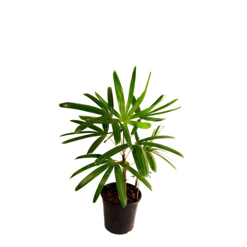 Promo COD tanaman hias indoor palem regu - bibit palem regu - palem waregu - tanaman hias indoor