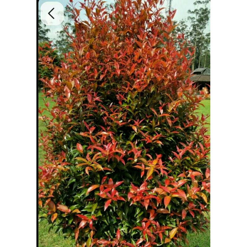 tanaman pucuk merah kecil