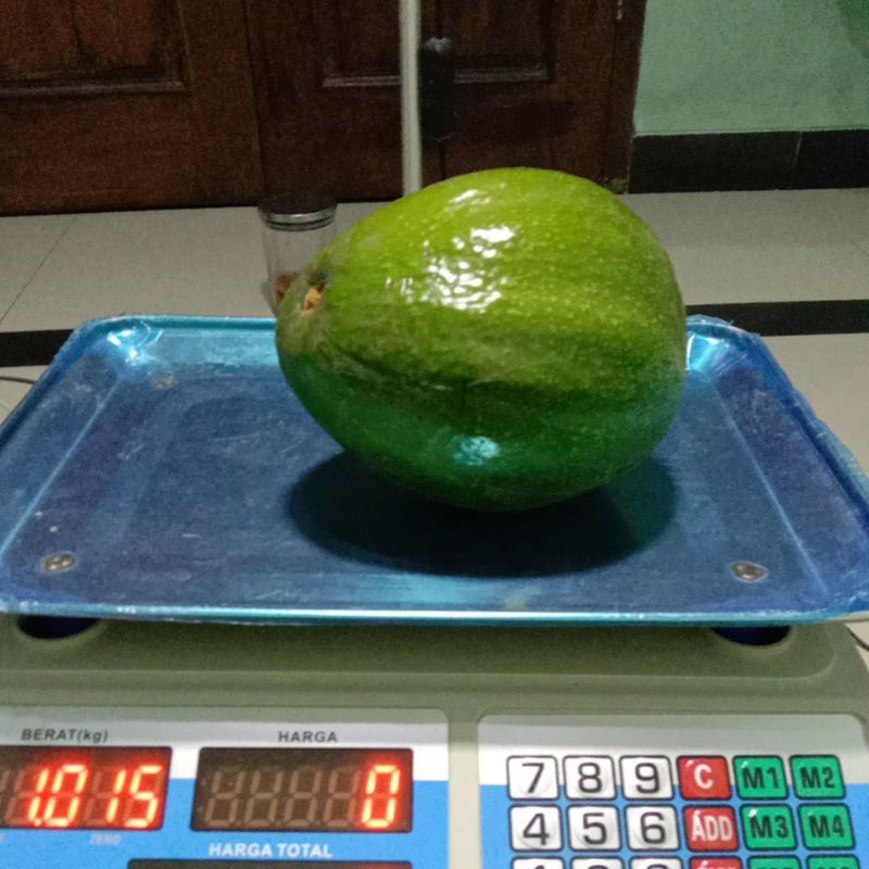 

alpukat jumbo 1 kg isi 1