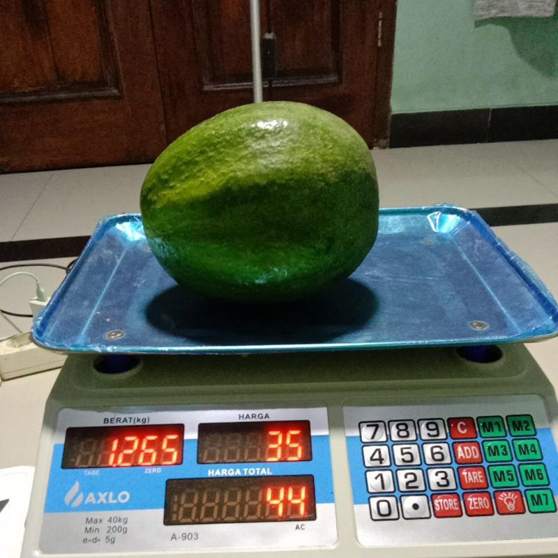 

alpukat markus perbuah
