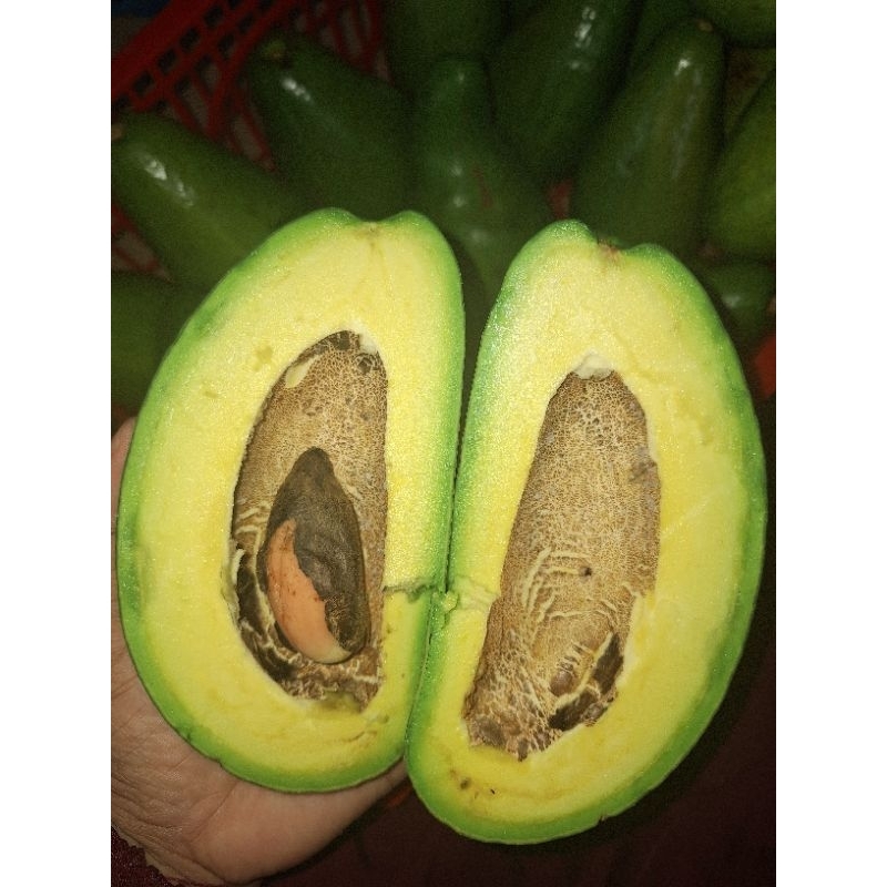 

Alpuket mentega ranau sufer kuning 1kg isi 2-3 super jumbo fresh