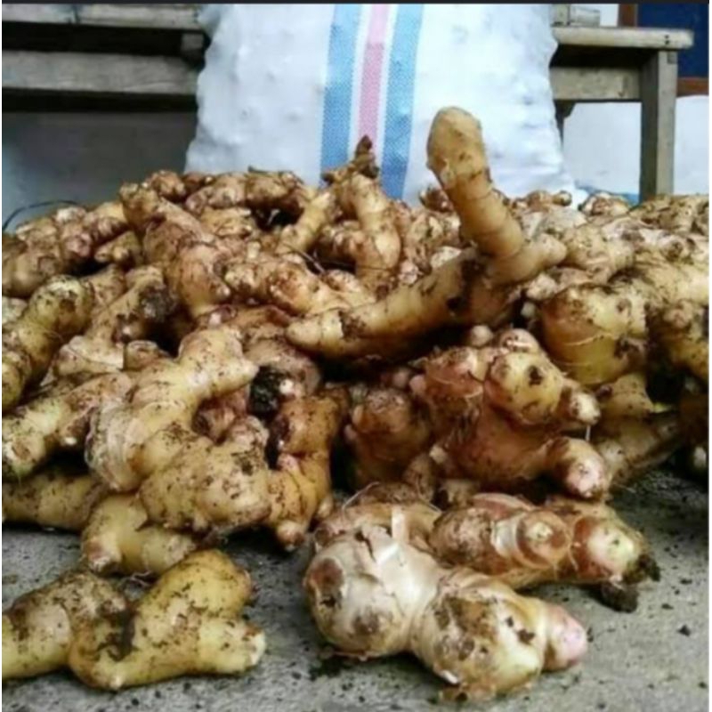 RIMPANG JAHE EMPRIT 50 gram