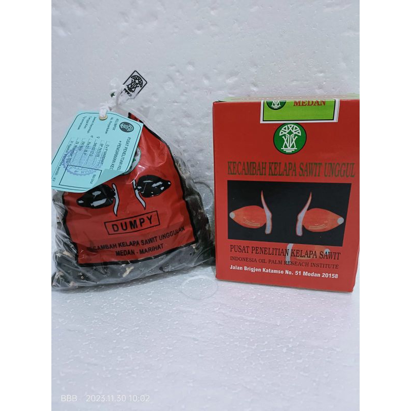 Tanaman bibit benih PPKS Marehat dumpy