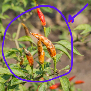 BEBAS JAMUR  Tricoderma Murni Isi 1000Gram, Tricoderma Organik Isi 1000Gram