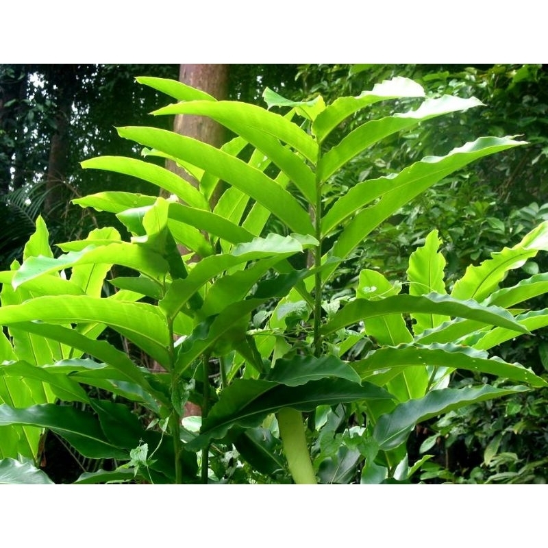 

daun kecombrang segar /fresh daun honje super