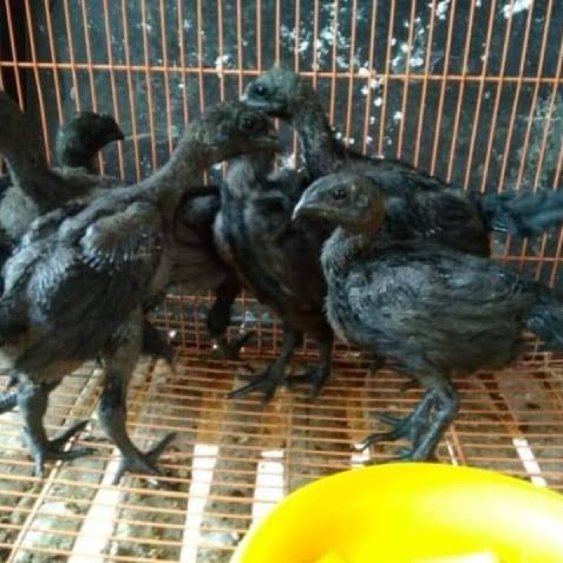 ANAKAN AYAM CEMANI USIA 2 MINGGU UP