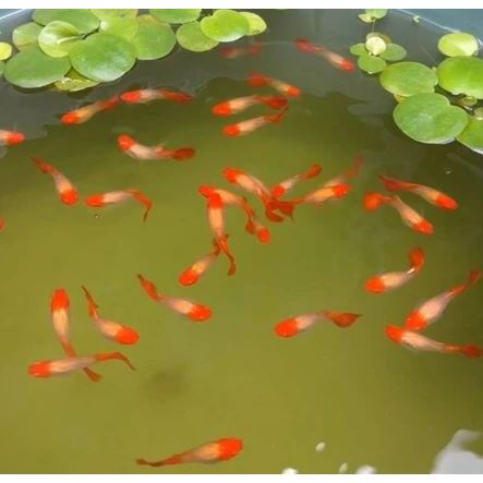 HIASAN AQUARIUM ALBINO KOI GEN RED EAR / Albino Koi Red Ear