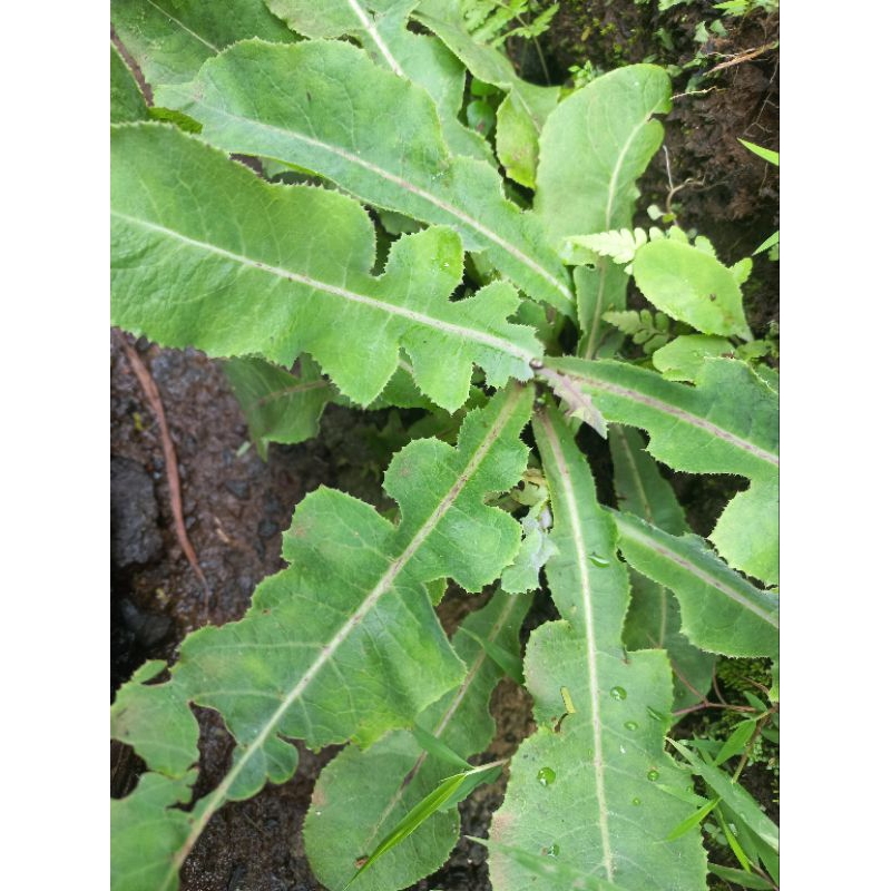 

tempuyung tanaman kaya manfaat