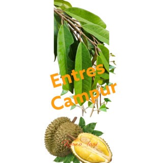 (PAKET 10 PCS) ENTRES DURIAN CAMPUR BAWOR MUSANGKING DURI HITAM UNGGUL