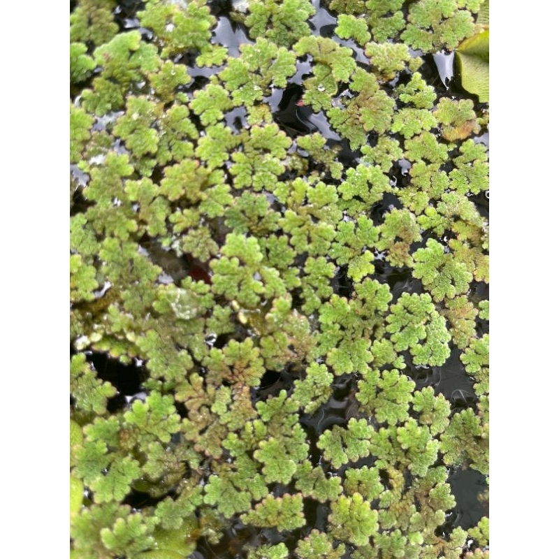 Azolla Microphylla