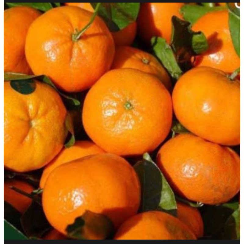 

jeruk Santang madu manis segar fresh 1kg