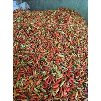 

CABAI RAWIT FRESH 1 KG PETIK TIAP HARI BERGARANSI