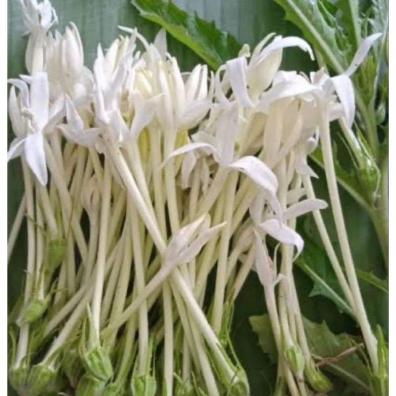 

Bunga kitolod segar petik langsung 100 tangkai