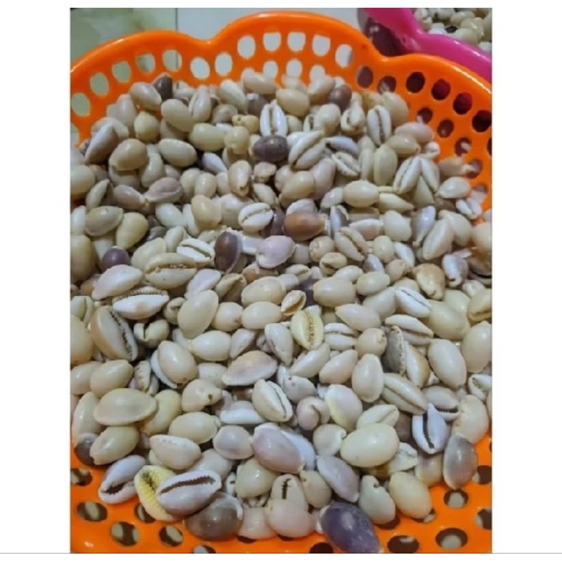 Kerajinan Cangkang Kerang / Biji Congklak / Kerang Kuwuk Isi 100 pcs