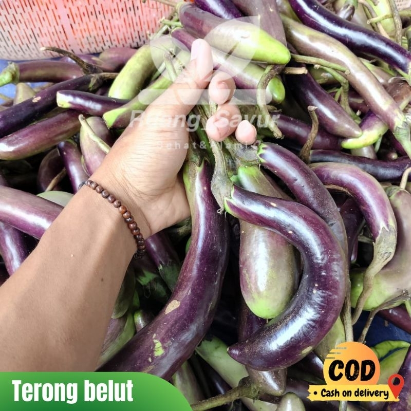 

Terong Welut , Terong Welut 500 Gram , Terong Belut Fresh 1 Kg