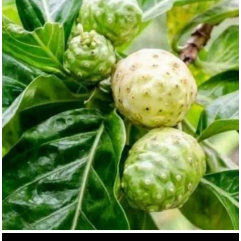 

buah mengkudu segar petik dari pohon 1 kg