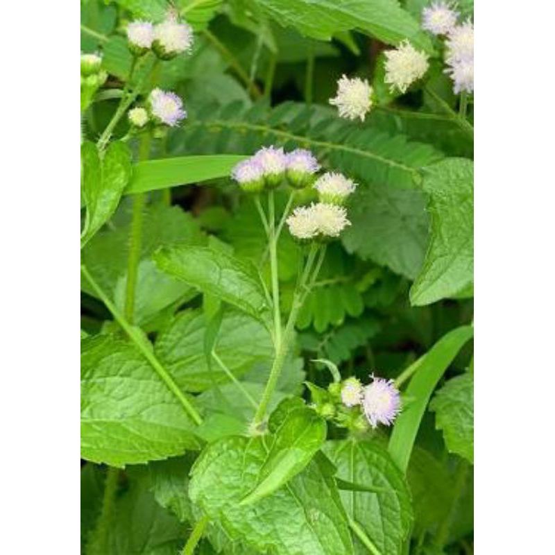 

tanaman liar daun bandotan 100 g fresh