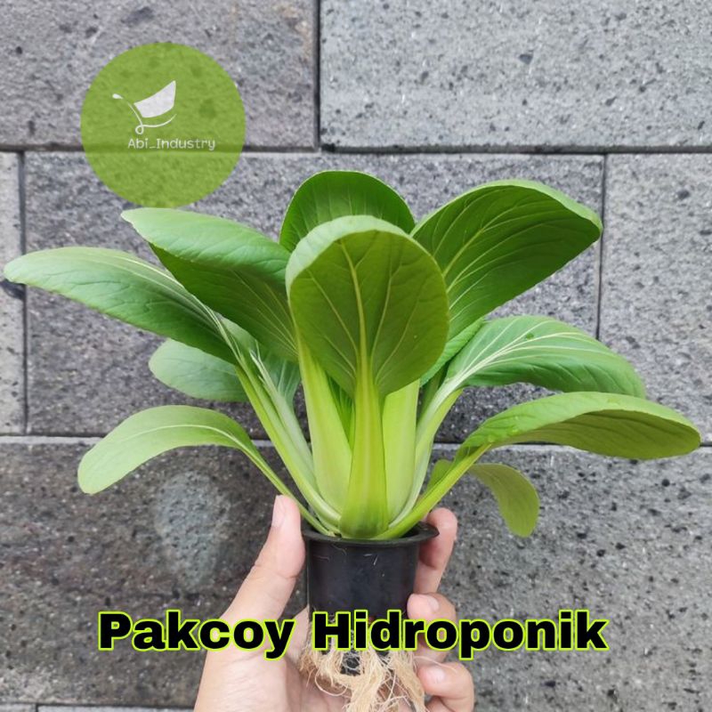 

Sayur Pokcay Segar Sayuran Pakcoy Hidroponik Per iket Netto 120 Gram