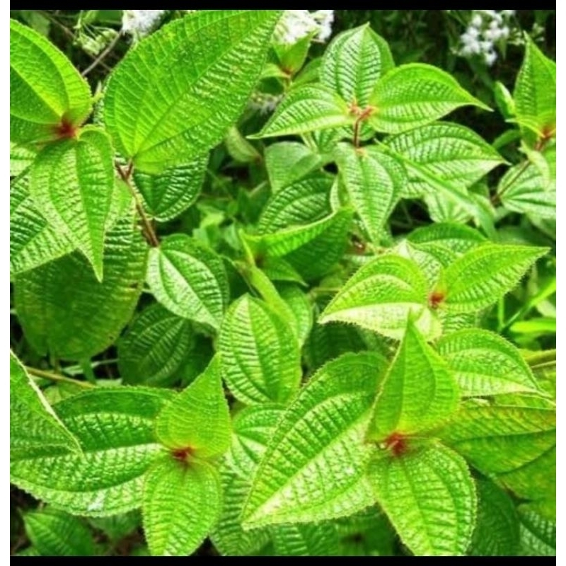 

daun harendong bulu daun senggani obat herbal 500 gram