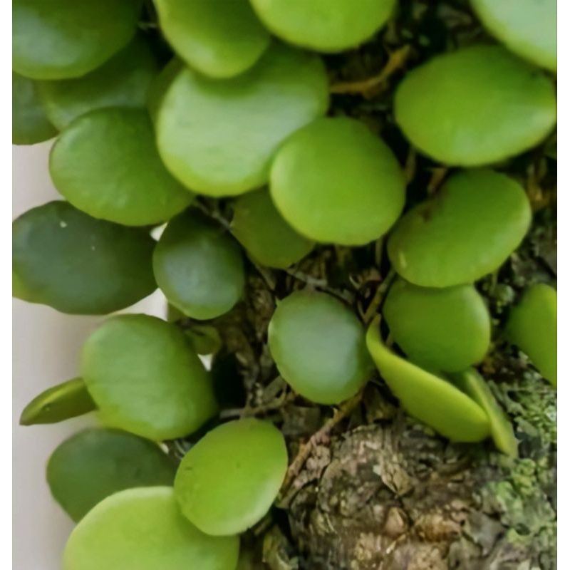 

Daun Picisan Atau Sisik Naga 500Gram Organik
