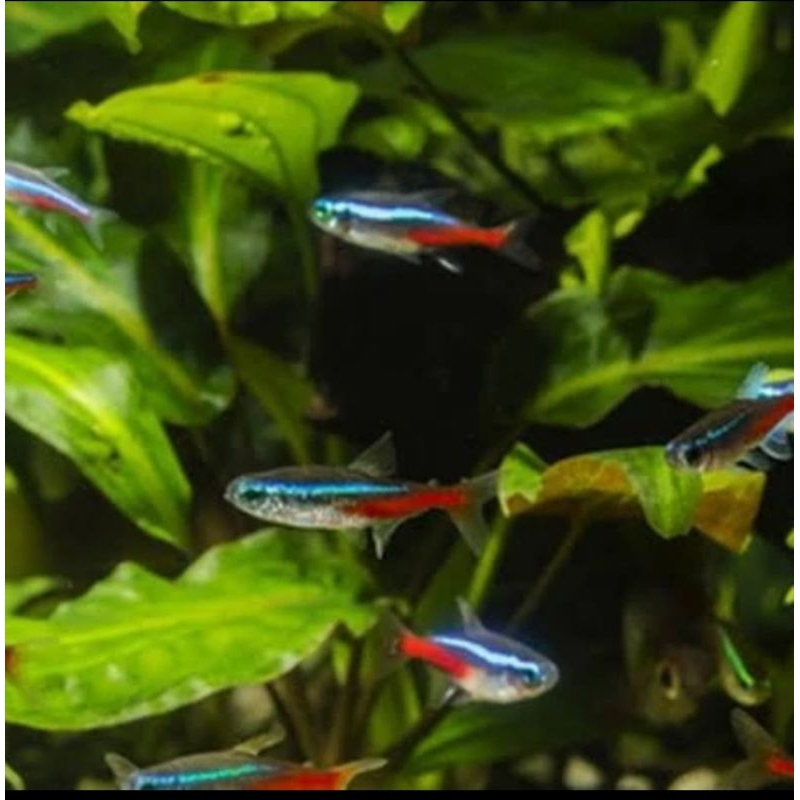 

HIASAN AQUARIUM/NEON TERTA UKURAN 4 CM