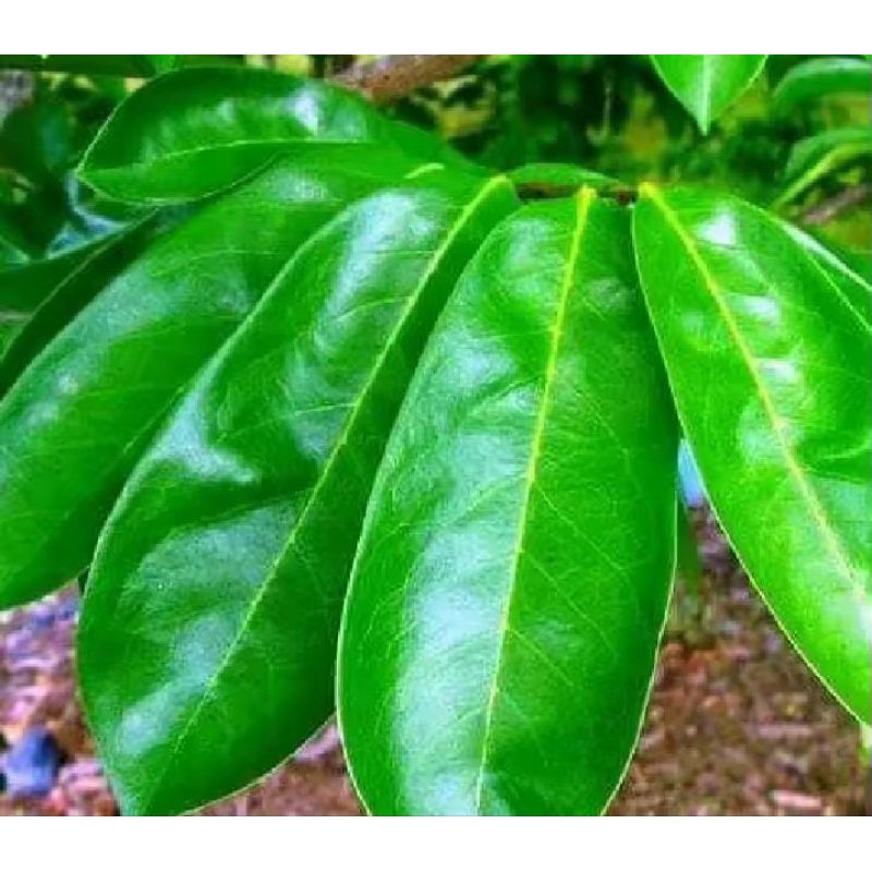 

daun sirsak segar/250gram