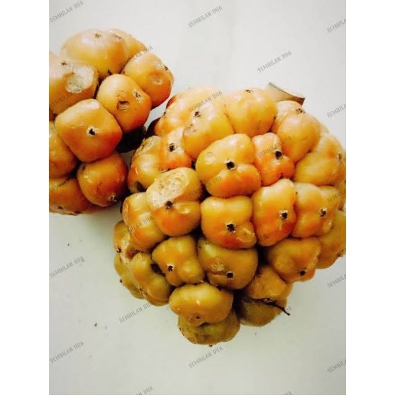 

Asam Cikala Asam Patikala Asam Arsik Khas Medan 1kg