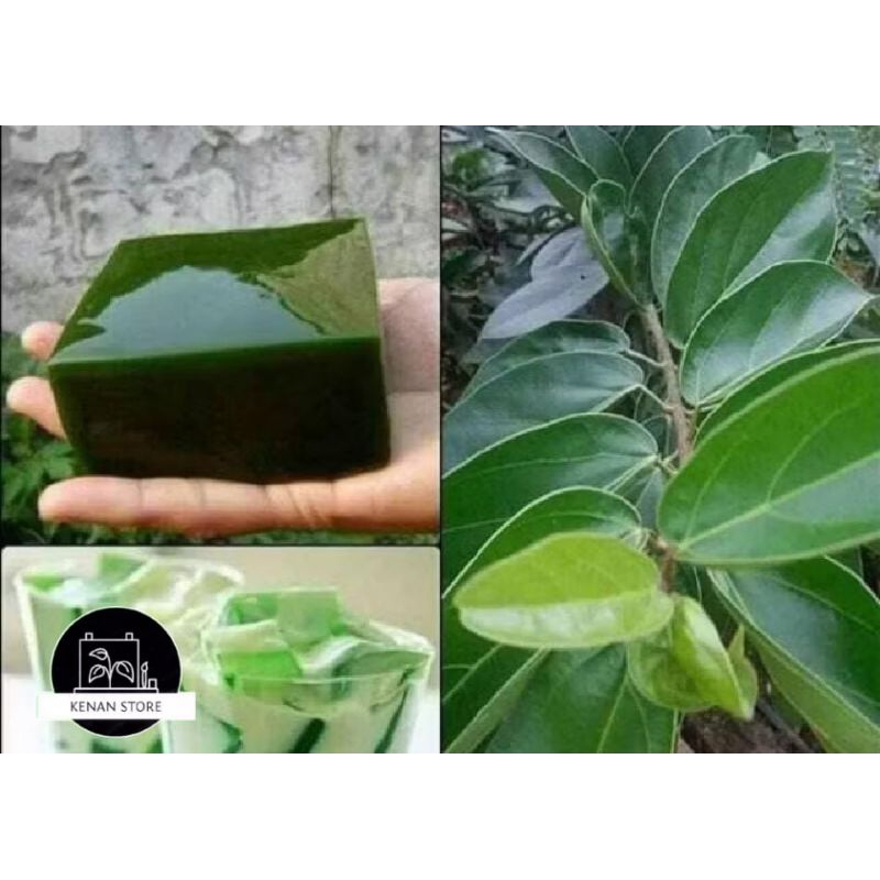 

DAUN CINCAU RAMBAT SEGAR 250 GRAM