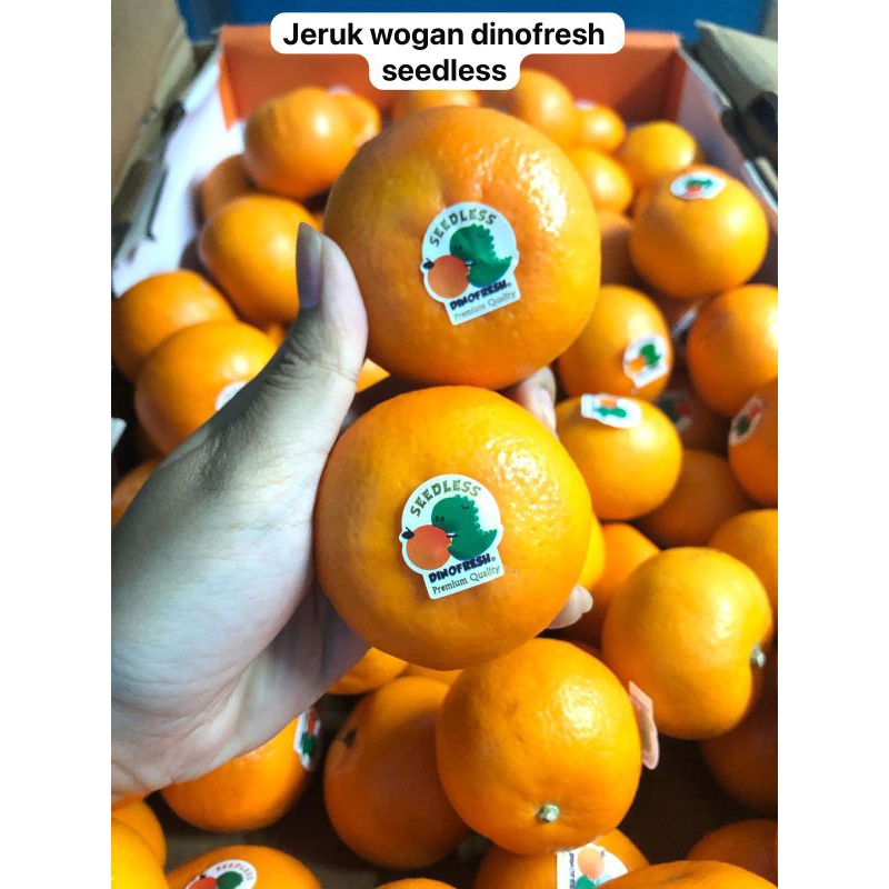 

Jeruk Wogan Dinofresh Seedless /kg
